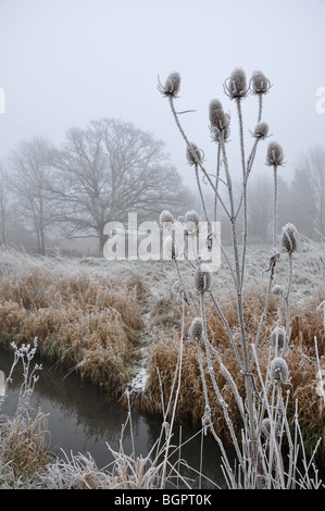 Dipsacus Fullonum Karde Samenköpfe bedeckt in Frost Stockfoto