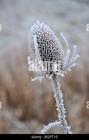 Nahaufnahme von Dipsacus Fullonum Karde Saatgut Kopf bedeckt in Frost Stockfoto