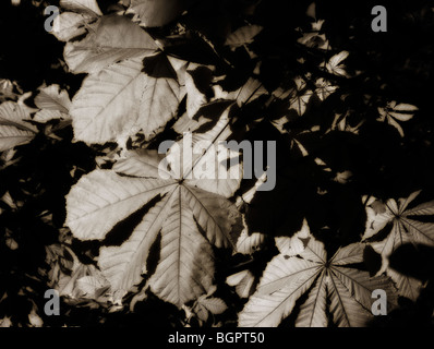 Rosskastanie (Aesculus Hippocastanum) verlässt. Jardin des Tuileries. Paris. Frankreich Stockfoto