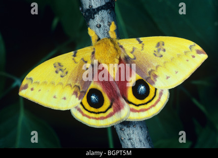 Io-Motte weiblichen Automeris io östlichen Vereinigten Staaten, durch Überspringen Moody/Dembinsky Foto Assoc Stockfoto