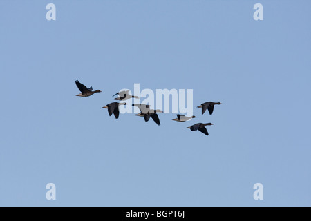 Gruppe von weißen konfrontierte Gans Anser Albifrons im Formationsflug gegen blauen Himmel, Gloucestershire, UK. Stockfoto