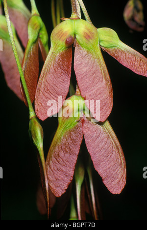 Red Maple Samen oder Samara (Acer rubrum) E USA & Kanada, von Michael Gadomski/Dembinsky Foto Assoc Stockfoto