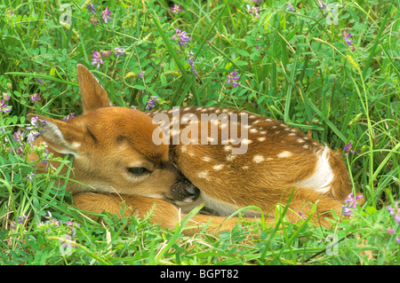 Weißwedelhirsche Odocoileus virginianus Fawn ruhenden östlichen Nordamerika, von Dominique Braud/Dembinsky Foto Assoc Stockfoto