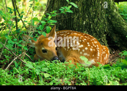 White tailed deer Fawn Odocoileus virginianus im Wald Frühling östlichen Vereinigten Staaten versteckten, von George E Stewart/Dembinsky Foto Assoc Stockfoto