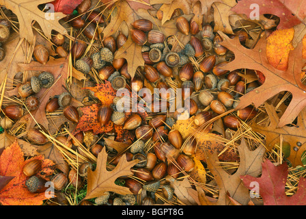 Eicheln von Scarlet Eiche Quercus coccinea E USA, von Bill Lea/Dembinsky Foto Assoc Stockfoto