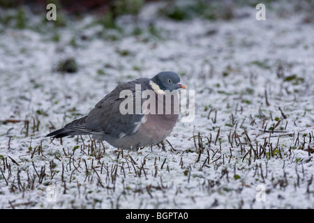 Einzelne Woodpigeon Columba Palumbas sitzen auf Schnee bedeckt Boden auf der Suche nach Nahrung, Gloucestershire, UK. Stockfoto