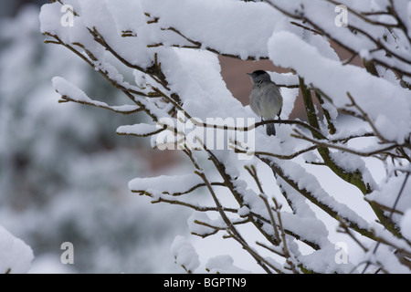 Mönchsgrasmücke Sylvia Atricapilla sitzen im Schnee bedeckt Baum, Malvern Hills, Worcestershire Stockfoto