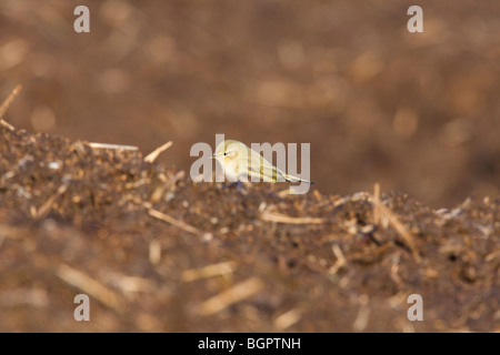 Zilpzalp Phylloscopus Collybita Fütterung auf Gülle Misthaufen auf der Suche nach Insekten, Steart, Somerset und Bristol Stockfoto