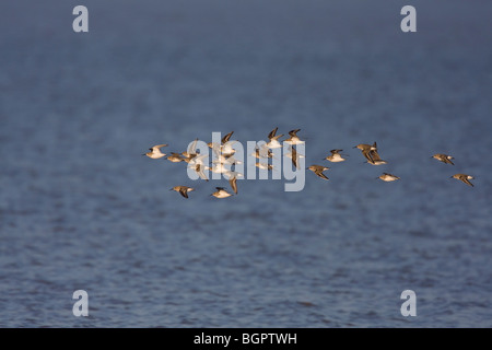 Alpenstrandläufer Calidris Alpina fliegen in kleinen engen Herde gegen Wasser am Steart, Somerset und Bristol, UK. Stockfoto