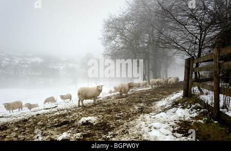 Schafe auf einem verschneiten walisischen Hügel Stockfoto