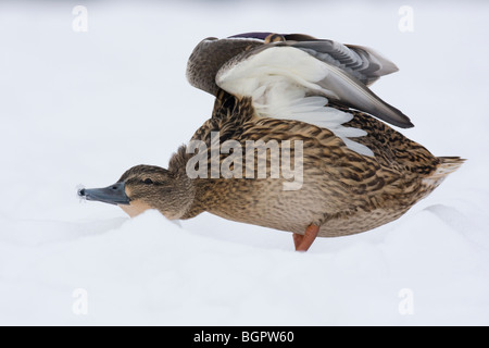 Stockente Anas Platyrhynchos stehen im Schnee stretching Flügel, Malvern Hills, Worcestershire Stockfoto