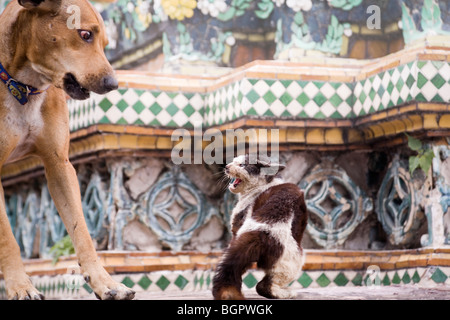 Katze und Hund Kampf Stockfoto