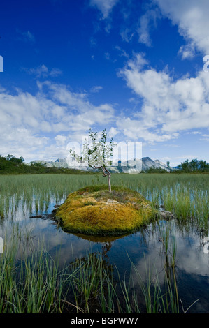 Ein kleiner Baum, Birke, auf einer kleinen Insel, Turft, in einem kleinen See. Stockfoto