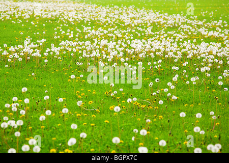 Dandelion field Stockfoto