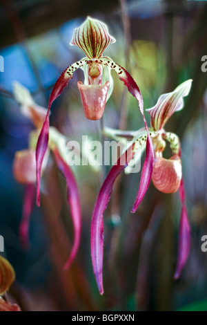 Paphiopedilum Orchideen Stockfoto