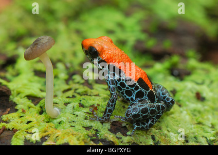 Netzartige Poison Dart Frog (Dendrobates Reticulatus), Erwachsene, Allpahuayo Mishana Nationalreservat, Iquitos, Peru
