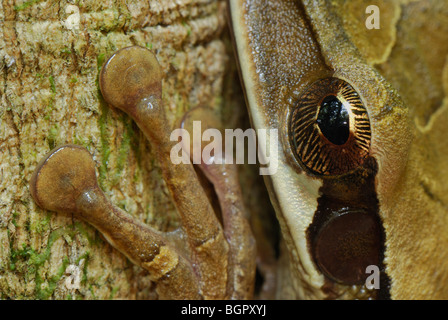 Rocket Treefrog (Hypsiboas Lanciformis), Fuß mit Toe Pads und Auge, Allpahuayo Mishana Nationalreservat, Iquitos, Peru Stockfoto