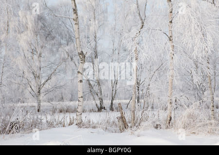 Winterfrost auf Baum Zweige full-Frame-Winter pur Hintergrund Stockfoto