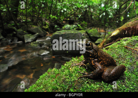 Die Grandidier Stream Frosch (Mantidactylus Grandidieri), Erwachsene am Bach, Masoala Nationalpark, Madagaskar Stockfoto