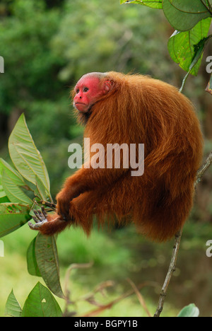 Roten Uakari oder kahlen Uacari (Cacajao Calvus Rubicundus), Erwachsener, Lago Preto, Peru Stockfoto