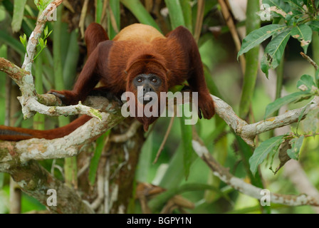 Rote Brüllaffen (Alouatta Seniculus), Erwachsene, Iquitos, Peru Stockfoto