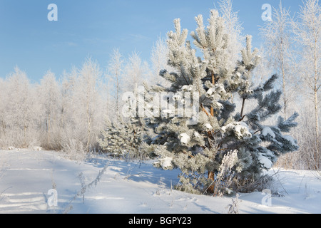 Winterlandschaft, Fichte Schneeflocken auf Baum Stockfoto