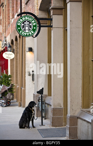 Hund der Besitzer warten gebunden an einen Pfahl in der Nähe von Starbucks, Toronto, Kanada Stockfoto