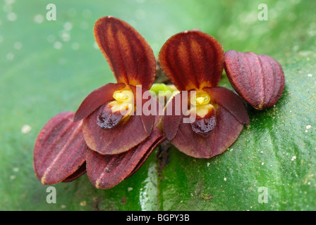 Orchidee (Pleurothallis), blühen, Abteilung von Putumayo, Kolumbien Stockfoto