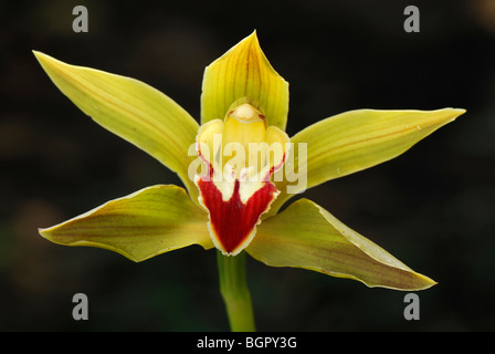 Orchidee Blume (Cymbidium), Putumayo Abteilung, Kolumbien Stockfoto