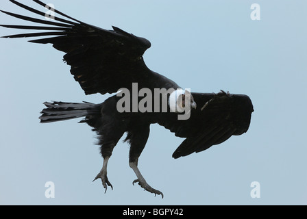 Andenkondor (Vultur Kondor), Männchen im Flug, Puracé Nationalpark, Department Cauca, Kolumbien Stockfoto