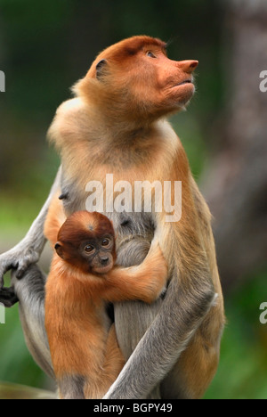 Nasenaffe (Nasalis Larvatus), Frau mit Baby, Kinabatangan Fluss, Sabah, Borneo, Malaysia Stockfoto