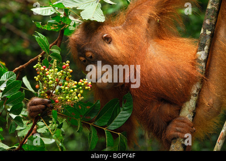 Borneo Orang-Utan (Pongo Pygmaeus), Früchte, Camp Leaky, Tanjung Puting Nationalpark, Kalimantan, Borneo, Indonesien Stockfoto