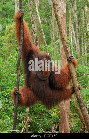 Borneo-Orang-Utan (Pongo Pygmaeus), Männlich, hängend, Camp Leaky, Tanjung Puting Nationalpark, Kalimantan, Borneo, Indonesien Stockfoto