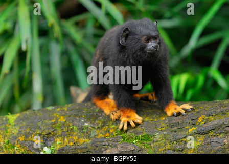 Golden-handed Tamarin (Saguinus Midas), Erwachsene, Brasilien Stockfoto