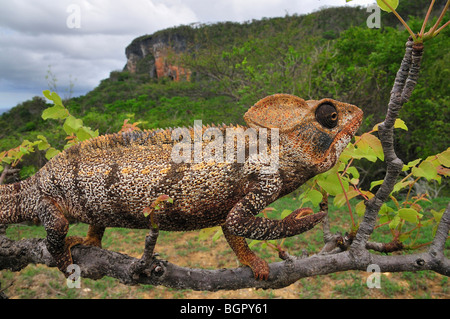 Madagassische riesige Madagaskar oder Oustalet Chamäleon (Furcifer Oustaleti), Männlich, zu Fuß entlang einer Zweigniederlassung, Antsiranana, Madagaskar Stockfoto