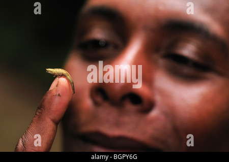 Zwerg oder Pygmäen Blatt Chamäleon (Brookesia Minima), thront auf einem Personen-Fingerspitze, Montagne d'Ambre NP, Antsiranana, Madagaskar Stockfoto