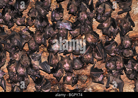 Fledermäuse in Ankarana Höhle, Ankarana Nationalpark, neugierig zu sein, Madagaskar Stockfoto