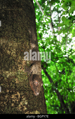 Henkel Blatt tailed Gecko (Uroplatus Henkeli), Erwachsene auf einem Regenwald Baumstamm, Ankarana Nationalpark, Norden von Madagaskar Stockfoto