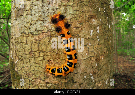 Falter Raupe (Borocera), Lasiocampidae, auf einem Baumstamm, Ankarana Nationalpark, Norden von Madagaskar Stockfoto