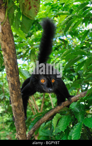 Schwarz, Lemur (Eulemur Macaco Macaco), Männlich, spezielle Lokobe-Naturreservat, Nosy Be, Norden von Madagaskar Stockfoto