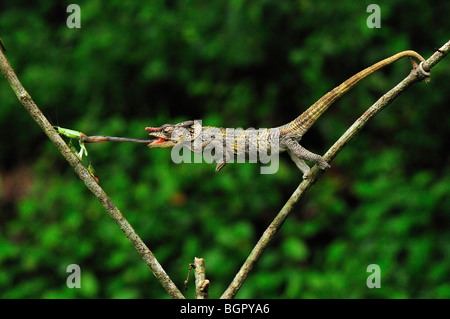 Kurz-gehörnte Chamäleon (Calumma Brevicornis), Erwachsene Erfassung eines Insekts mit seiner langen Zunge, Andasibe-Mantadia NP, Madagaskar Stockfoto