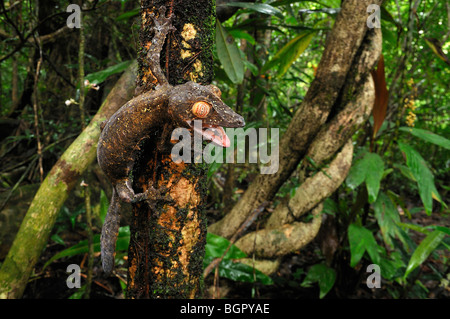 Riesige Leaf-Tailed Gecko (Uroplatus Fimbriatus), Erwachsene, Insel Nosy Mangabe, Masoala Nationalpark, Madagaskar Stockfoto