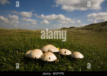 Traeth Cymyran, Pilze in den Dünen in der Nähe von Rhosneigr Stockfoto