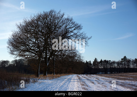 Schnee und Baum Landschaft in Chiltern Hills-Oxfordshire-England-Großbritannien Stockfoto