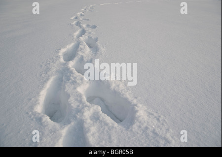 Menschliche Spuren im frischen Schnee, Jelenia Gora, Polen. Stockfoto