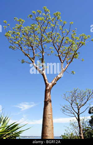 Baobs (Affenbrotbäume Gregorii) Baum im Western Australian Botanic Garden, Kings Park in Perth, Western Australia. Stockfoto