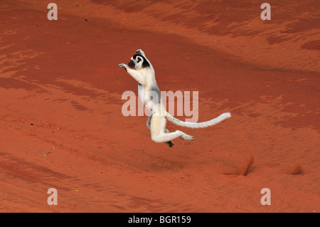 Verreaux Sifaka (Propithecus Verreauxi), Erwachsene springen, Berenty Private Reserve, Madagaskar Stockfoto