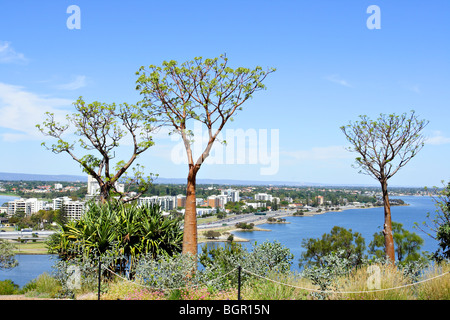 Baobs (Affenbrotbäume Gregorii) Bäume im Western Australian Botanic Garden, Kings Park in Perth, Western Australia. Stockfoto