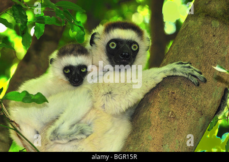Verreaux Sifaka (Propithecus Verreauxi), Weibchen mit jungen, Berenty Private Reserve, Madagaskar Stockfoto