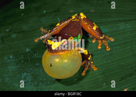 Die Shreve Sarayacu Laubfrosch (Hyla Sarayacuensis), männliche ruft mit seiner stimmlichen Sac aufgeblasen, Tambopata-Candamo-Reserve, Peru Stockfoto